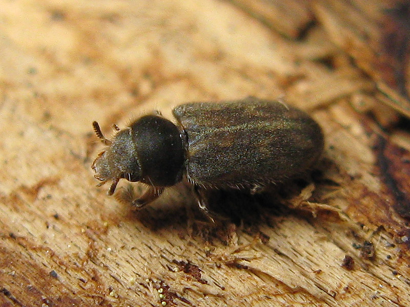 Heteroceridae:  Heterocerus sp.